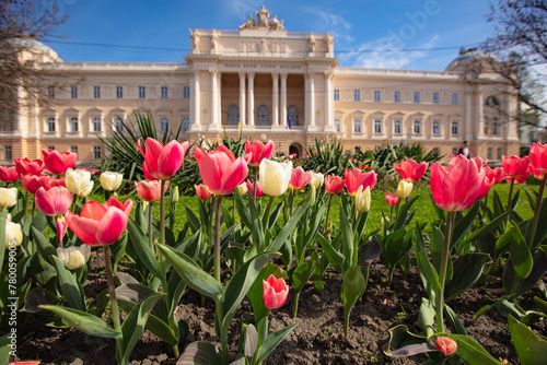 Flowerbed with tulips in front of Ivan Franko National University of Lviv photo