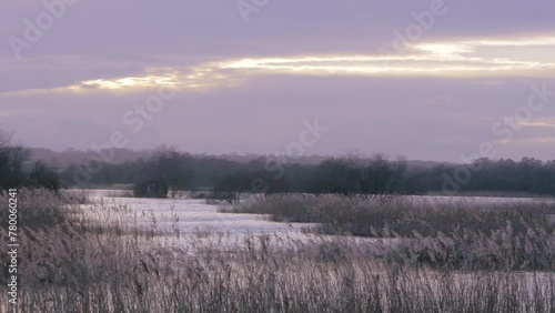 wetland landscape, reedbeds blowing in wind, evening light, open water, winter photo