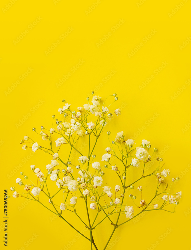 White sprigs of gypsophila on a yellow background with copy space for text or design. Greeting card Happy birthday, Mother's day, happy Wedding day. Invitation.