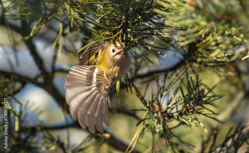 A firecrest starting from a tree at january in jena