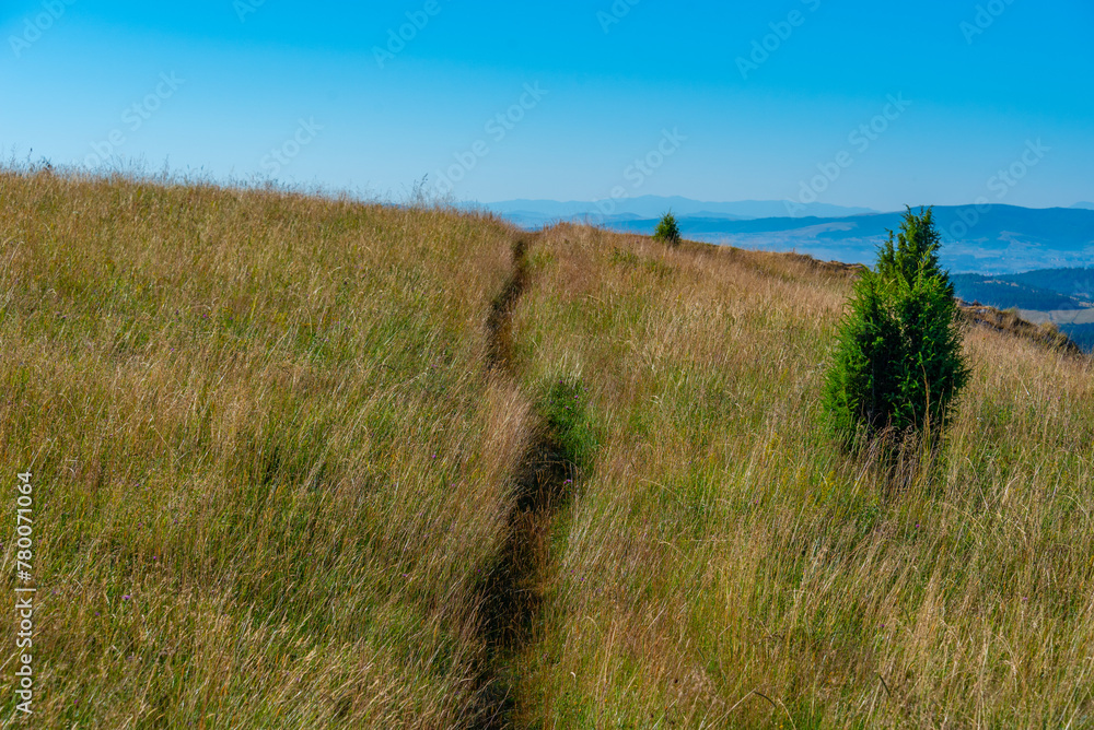 path walked through a meadow path walked through a meadow