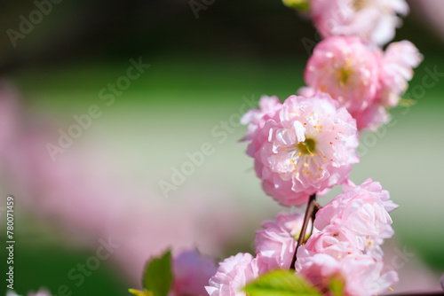 Pink flowers with green leaves. Sakura blossom