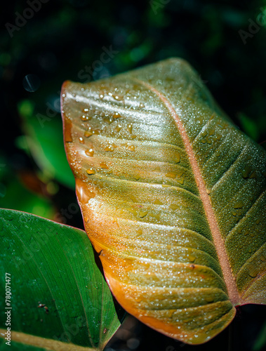 close up of a leaf Florida 