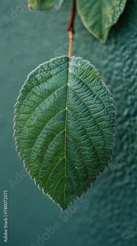 Green Leaf Hanging From Tree Branch