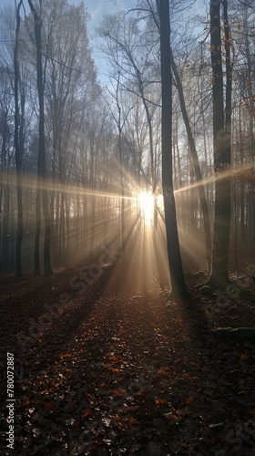 Sunlight Peeking Through Trees in Woods