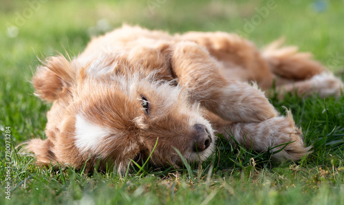 A small, brown, long-haired dog lies relaxed on a green meadow. The sun is shining from above. The dog is resting.