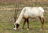 Arabian Oryx feeding.