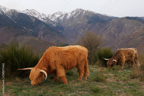 vaches highland broutant paisiblement devant le Canigou enneigé photo
