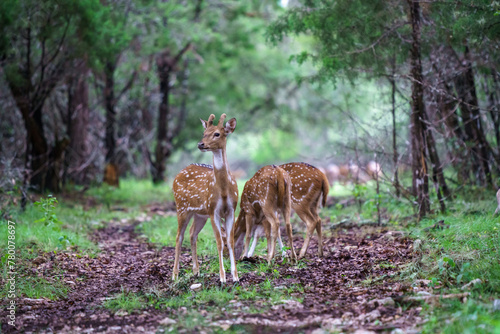 Axis deer in the woods