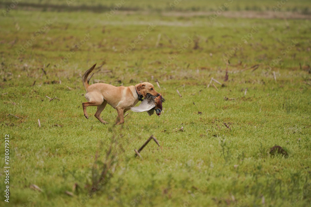 Hunting dog running Hunting dog running