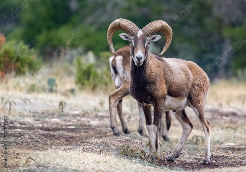 Male Mouflon Sheep