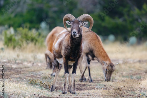 Male and female Mouflon Sheep