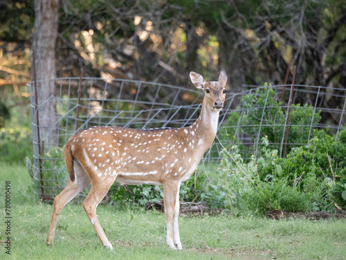 Slika na platnu Female Axis deer - Axis Doe