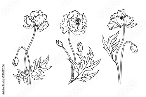 Set of botanical sketches of poppy field flowers.Vector graphics.