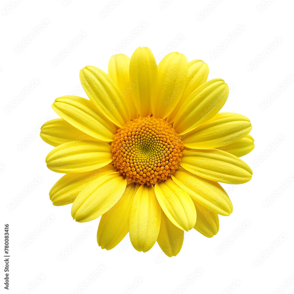 Yellow daisy isolated on transparent background Yellow daisy isolated on transparent background