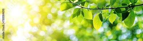 Fresh green foliage with gentle blur, symbolizing renewal and growth in natural surroundings.
