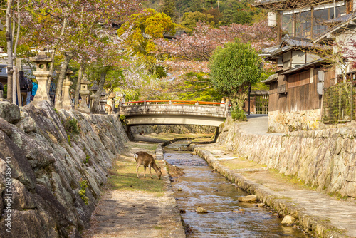 Deer roaming freely in the streets of Miyajima island, Japan © TravelWorld
