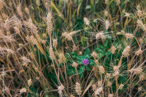 A purple flower grown among wheat in a field representing the concept of difference in perfect details.