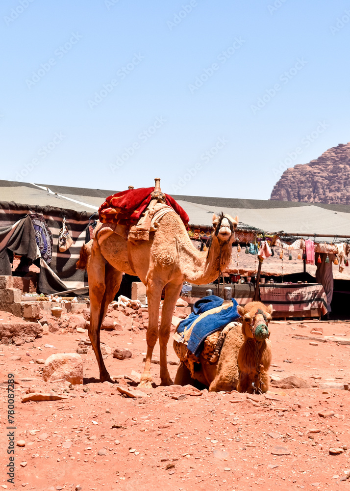Fototapeta premium Camels in Wadi Rum desert