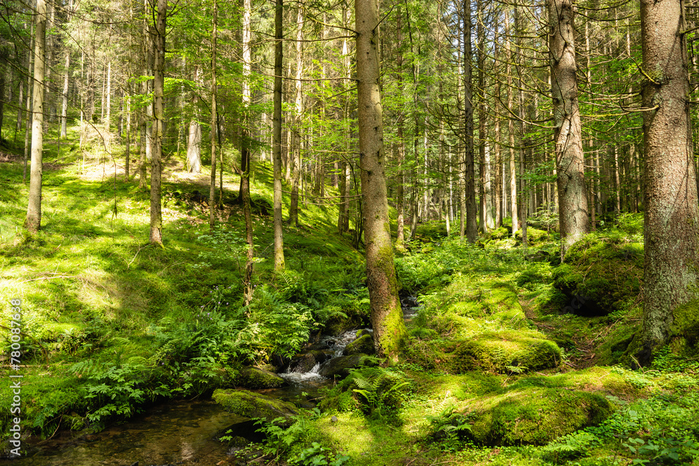 Fototapeta premium Bavarian Forest near the village of Böbrach