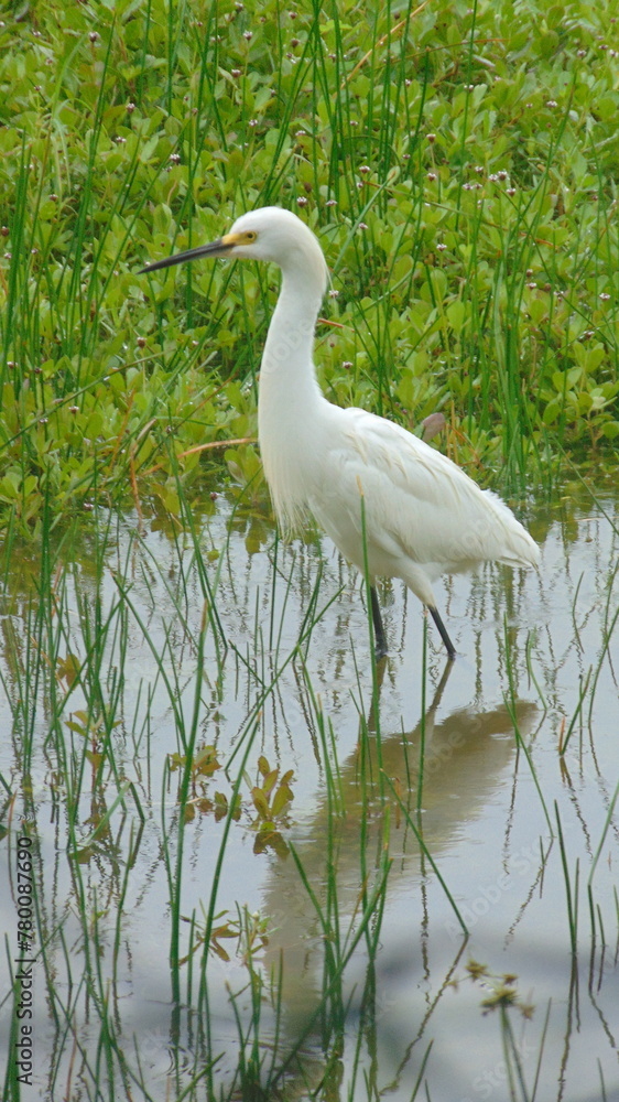 Une aigrette blanche se reflète dans un champ Une aigrette blanche se reflète dans un champ