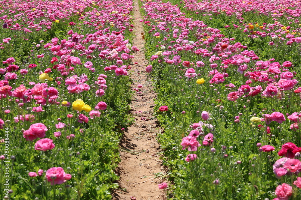 field of pink ranunculus field of pink ranunculus