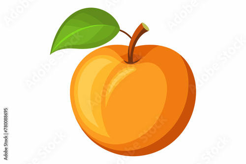 apricot food vector illustration