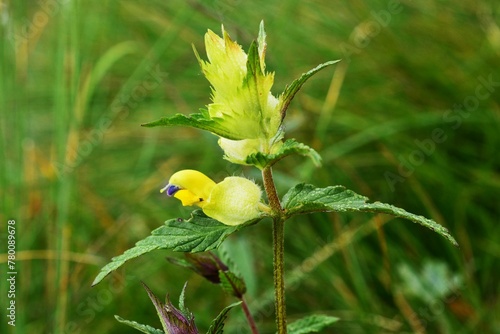 Rhinanthus alectorolophus