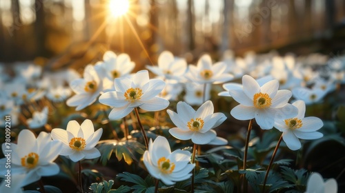 White Flowers Scattered in Grass