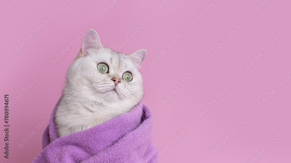 Charming beautiful cat in a violet towel , on pink background