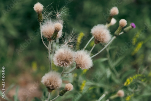 Seed flowers of the cotton thistle or scientifically known as Onopordum acanthium
 photo