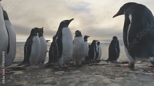 Penguin Stand on Frozen Ice Rock Shore. Antarctic Wildlife Animal. South Antarctic Gentoo Bird Group Come on Sea Beach Out Cold Water Close-up Locked-off