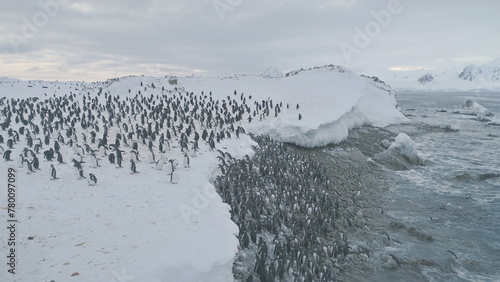 Penguin colony after swimming. Antarctica aerial flight. Overview polar ocean water, snow shore. Large group of Gentoo penguins swims and stands up to the ice frozen coast. Winter.