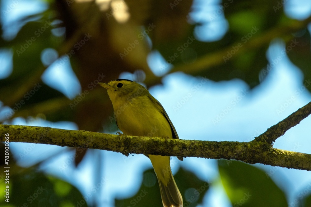 Wilsons Wabler, Cardellina pusilla, in a tree Wilsons Wabler, Cardellina pusilla, in a tree
