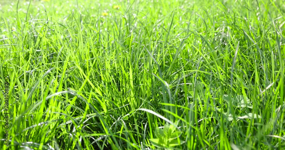 green soft grass in spring close-up, growing in a field of green grass in sunny spring weather green soft grass in spring close-up, growing in a field of green grass in sunny spring weather