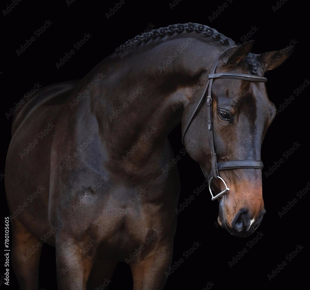 Fototapeta premium Elegant horse portrait on black backround. horse head isolated on black. Portrait of stunning beautiful horse isolated on dark background. horse portrait close up on black background.studio shot .