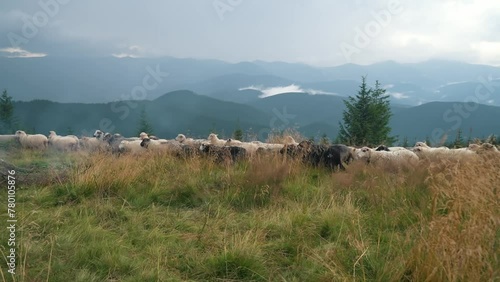 Beautiful mountain nature, a flock of black-nosed sheep crosses the meadow