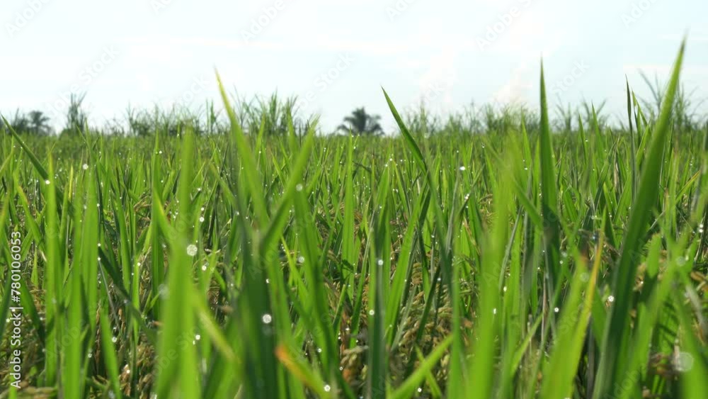 Close up of green rice with dew drops on the leaves. View of green rice fields in the morning with sunlight. Close up of green rice with dew drops on the leaves. View of green rice fields in the morning with sunlight.
