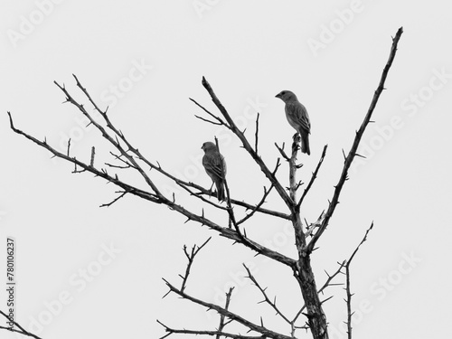 two birds on a tree black and white