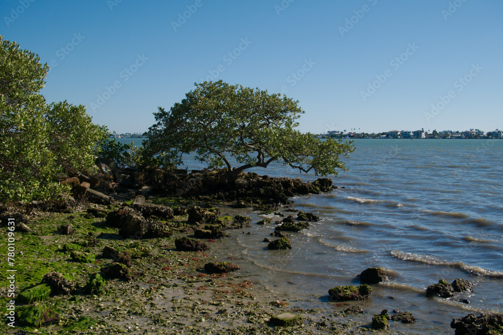 View over large rocks with barnacles near shorelines towards isolated green trees on the left. Boca Ciega Bay at Abercrombie Park In St. Petersburg, FL. Sunny day with blue sky. Small waves in water.
