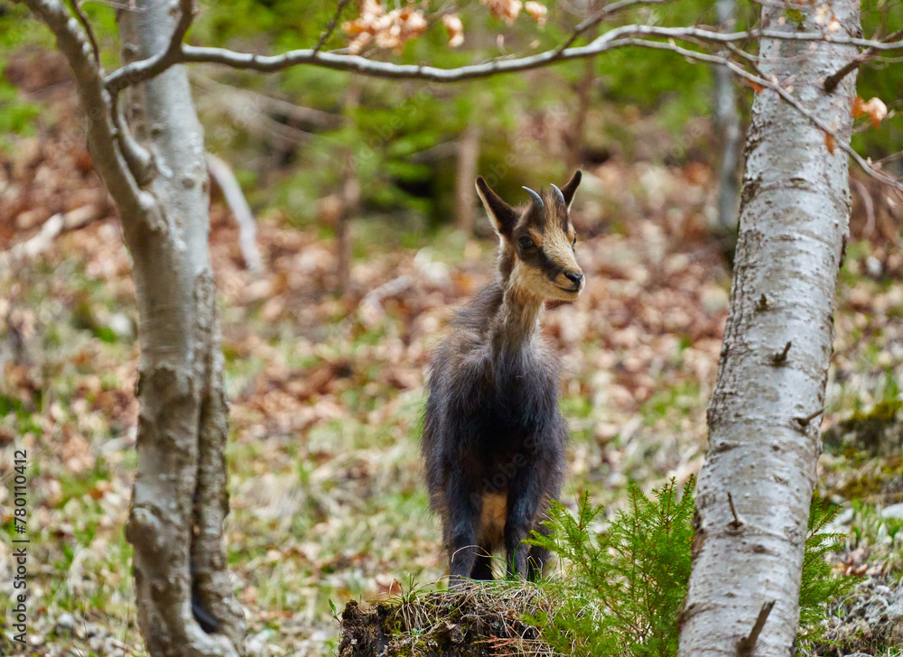 Fototapeta premium Chamois mountain goat on a cliff