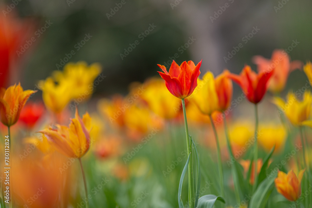 Orange-rote Tulpe in einem Blütenfeld im Frühjahr