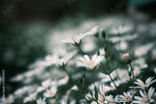 Closeup eines Feldes mit großer Sternmiere (Rabelera holostea)