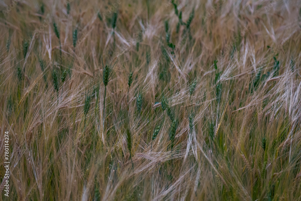 Fototapeta premium Wheat field with green and yellow grains and leaves dancing in the wind 