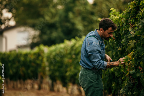 Experienced male vineyard worker ensuring quality by hand-selecting grapes for harvest