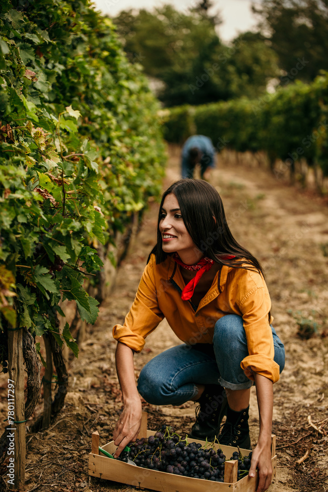 Serene scene of a woman gracefully gathering grapes in the tranquility of the vineyard Serene scene of a woman gracefully gathering grapes in the tranquility of the vineyard