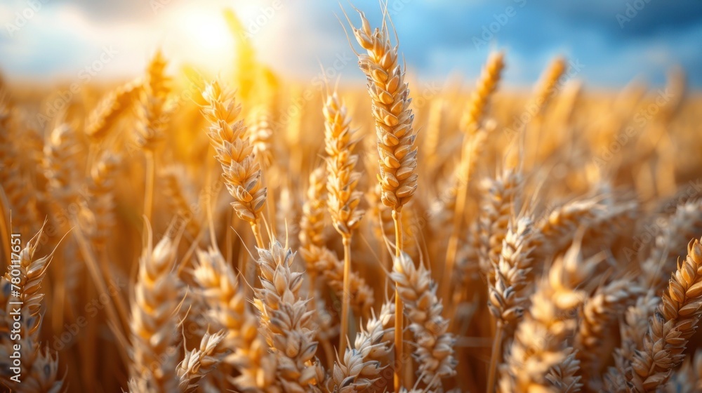 Fototapeta premium Beautiful Rural Scenery under Shining Sunlight and blue sky. Background of ripening ears of meadow wheat field.