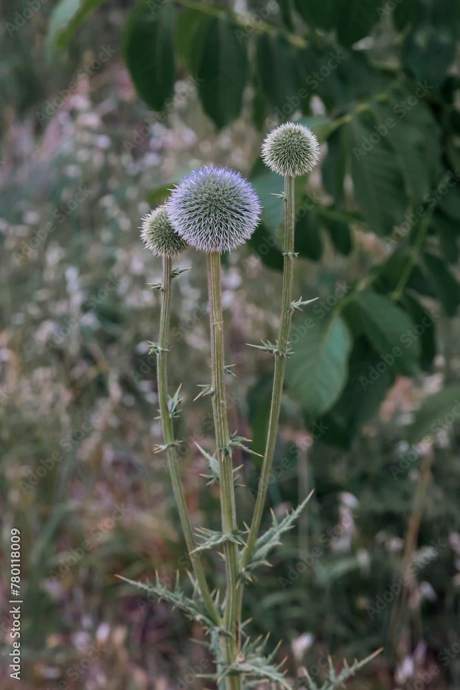 A garden escape sometimes called Veitch’s Blue Globe Thistle.
A garden escape sometimes called Veitch’s Blue Globe Thistle.