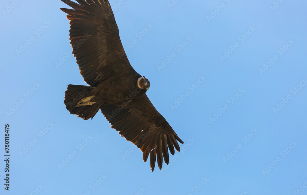 Obraz premium Condor