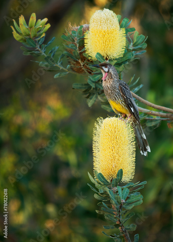 Red Wattlebird - Anthochaera carunculata  is a passerine bird native to southern Australia. Honeyeater with red wattles feeds on flower nectar from Banksia blooms. Beautiful colourful background